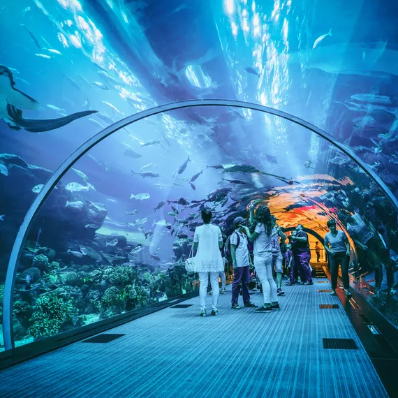 aquaria cropped
