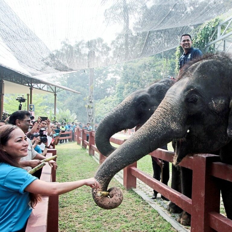 kuala gandah elephant sanctuary