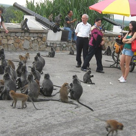 monkey feeding